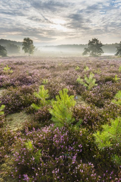 Hoge-Kempen-National-Park